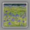 Iris meadow (2)
