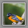 Baltimore Oriole