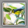 Collared Redstart