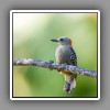 Red-crowned Woodpecker