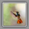 Rufous-tailed Hummingbird (1)