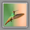 Rufous-tailed Hummingbird (2)