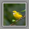 Silver-throated Tanager