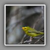 Wilson´s Warbler