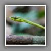 Green Wine Snake