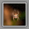 Spider (2)