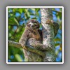 Three-toed Sloth (1)