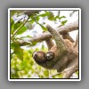 Three-toed Sloth (2)