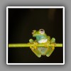 White-spotted Glass Frog