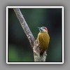Golden-olive Woodpecker, female