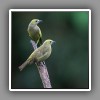 Palm Tanagers
