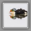 King Eider