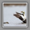 Spectacled Eider