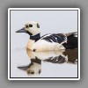 Steller´s Eider