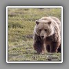Grizzly bear ( 1 )