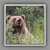 Grizzly bear ( 2 )