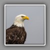 Bald Eagle, portrait
