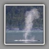 Humpback Whale, blowing