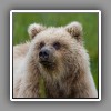 Grizzly bear ( 1 )
