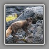 Artic Fox ( 2 )