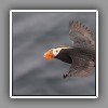 Tufted Puffin ( 2 )
