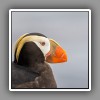 Tufted Puffin ( 3 )