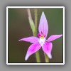 Orchid_3