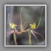 Spider Orchid_1