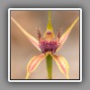 Spider Orchid_2