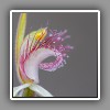 Spider Orchid_3