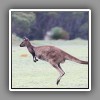 Kangaro ( Kangaroo Island )