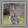 Tammar Wallaby ( Kangaroo Island )