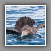 Giant Petrel ( Northern )