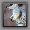 Rock Wallaby